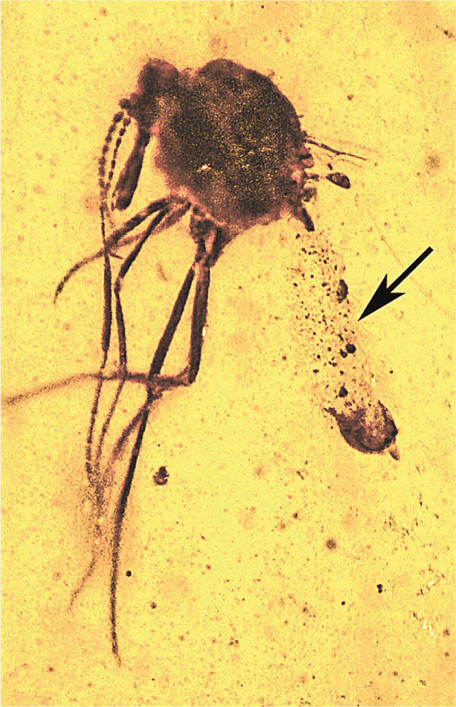 مدیاسافت - انگل مالاریا