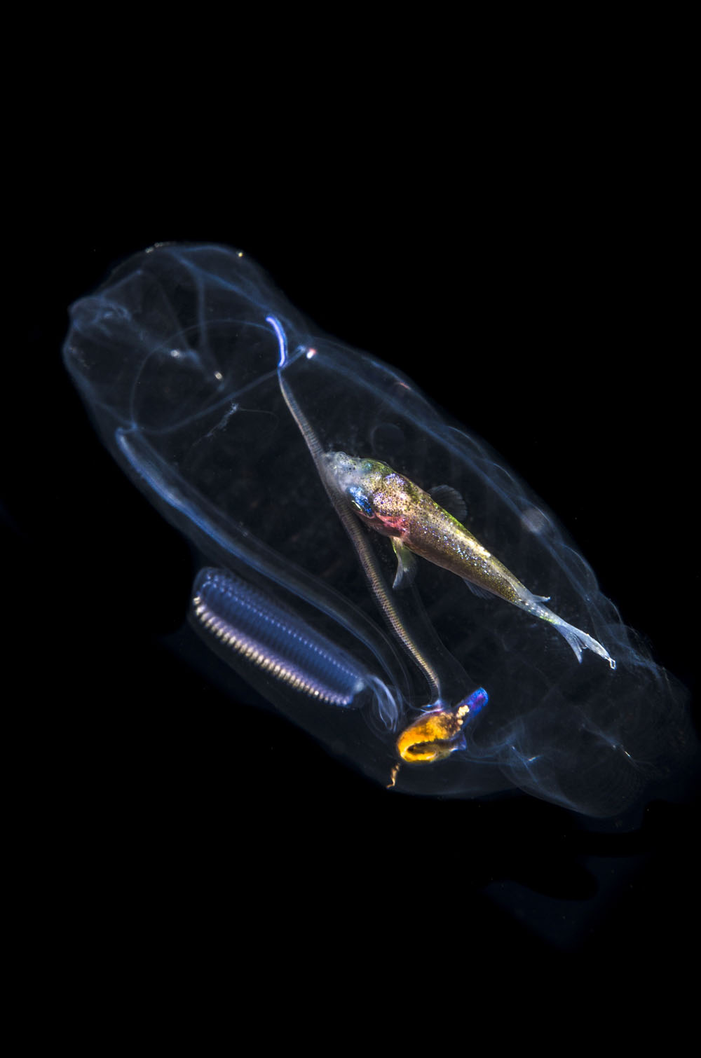 مدیاسافت - موجود دریایی نیمه شفاف