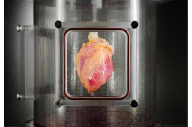 مدیاسافت -پرورش قلب مصنوعی