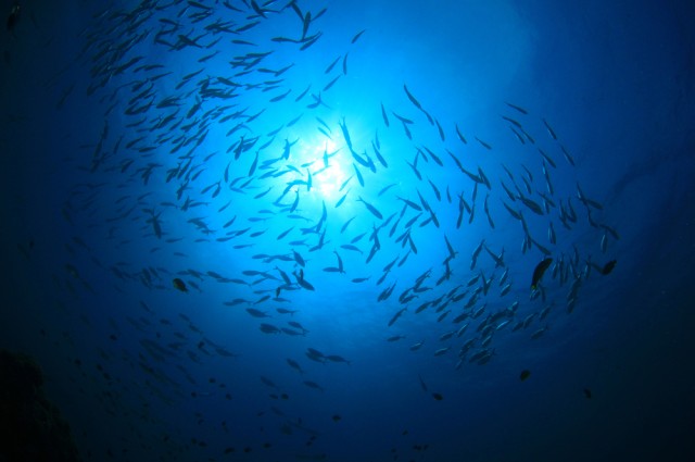 مدیاسافت - جمعیت ماهی های سراسر دنیا