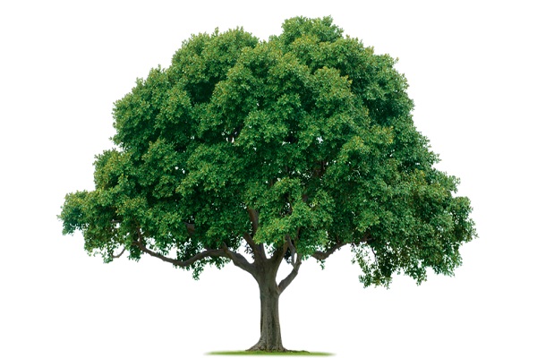 مدیاسافت - اکسیژن درختان