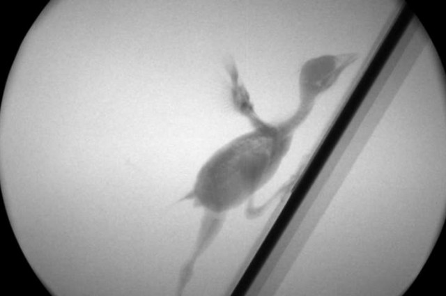 مدیاسافت - تصویر اشعه ایکس از جوجه پرنده