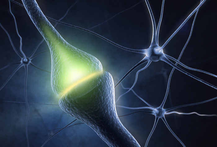 مدیاسافت -نورون‌ مغز انسان